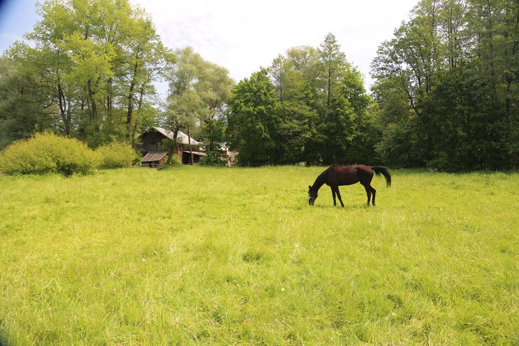Gospodarstwo Agroturystyczne Stary Mlyn Wilczkowice Michalowice  Buitenkant foto