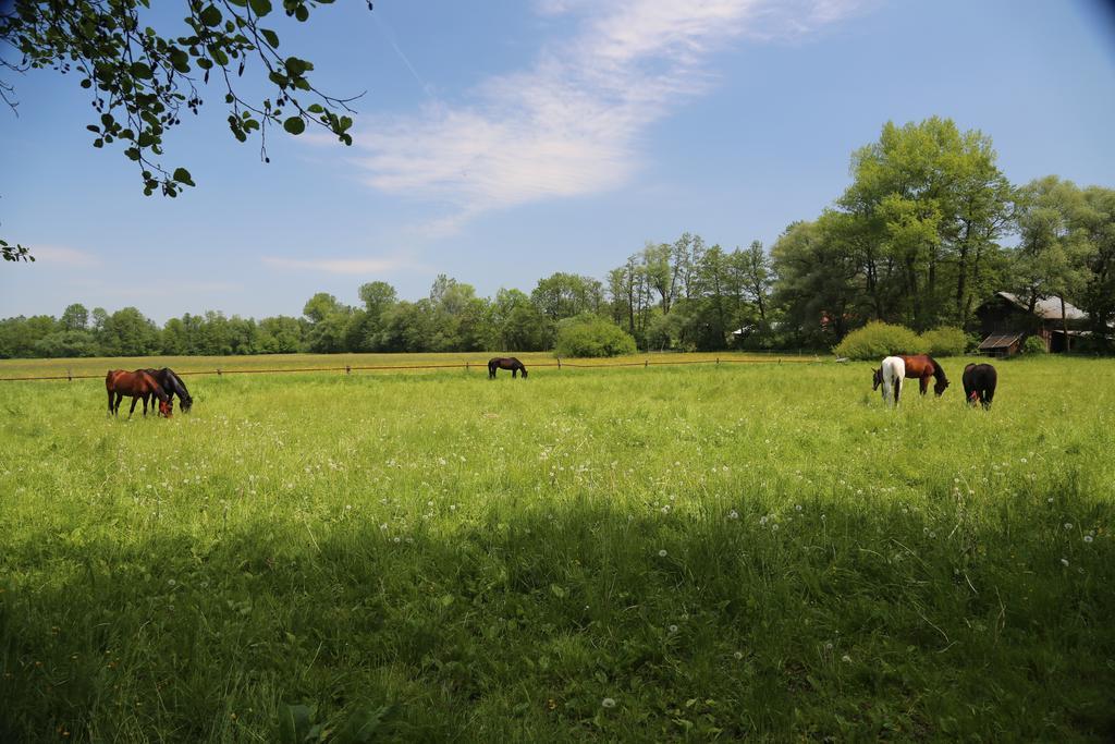 Gospodarstwo Agroturystyczne Stary Mlyn Wilczkowice Michalowice  Buitenkant foto