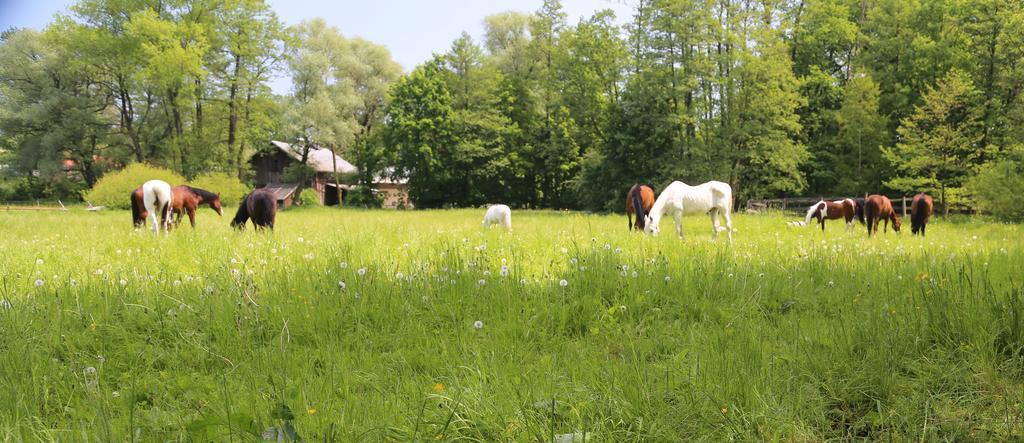 Gospodarstwo Agroturystyczne Stary Mlyn Wilczkowice Michalowice  Buitenkant foto